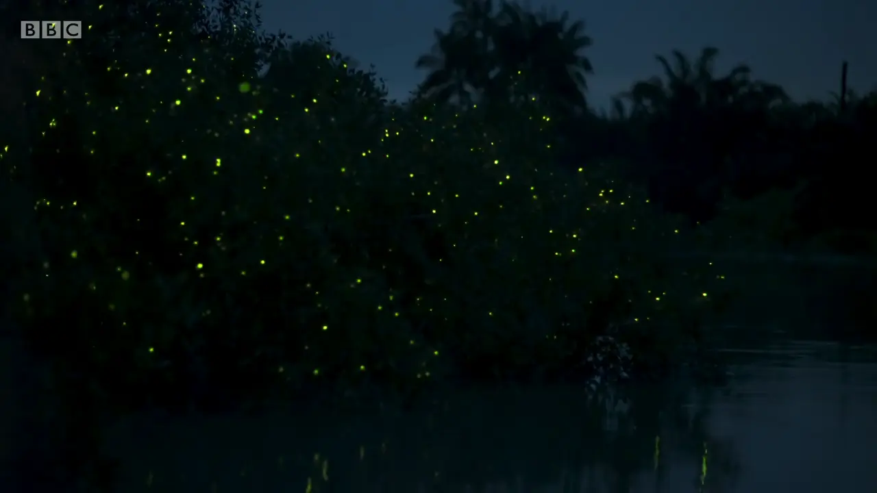 Firefly (Pteroptyx tener) as shown in The Mating Game - Jungles: In the Thick of It